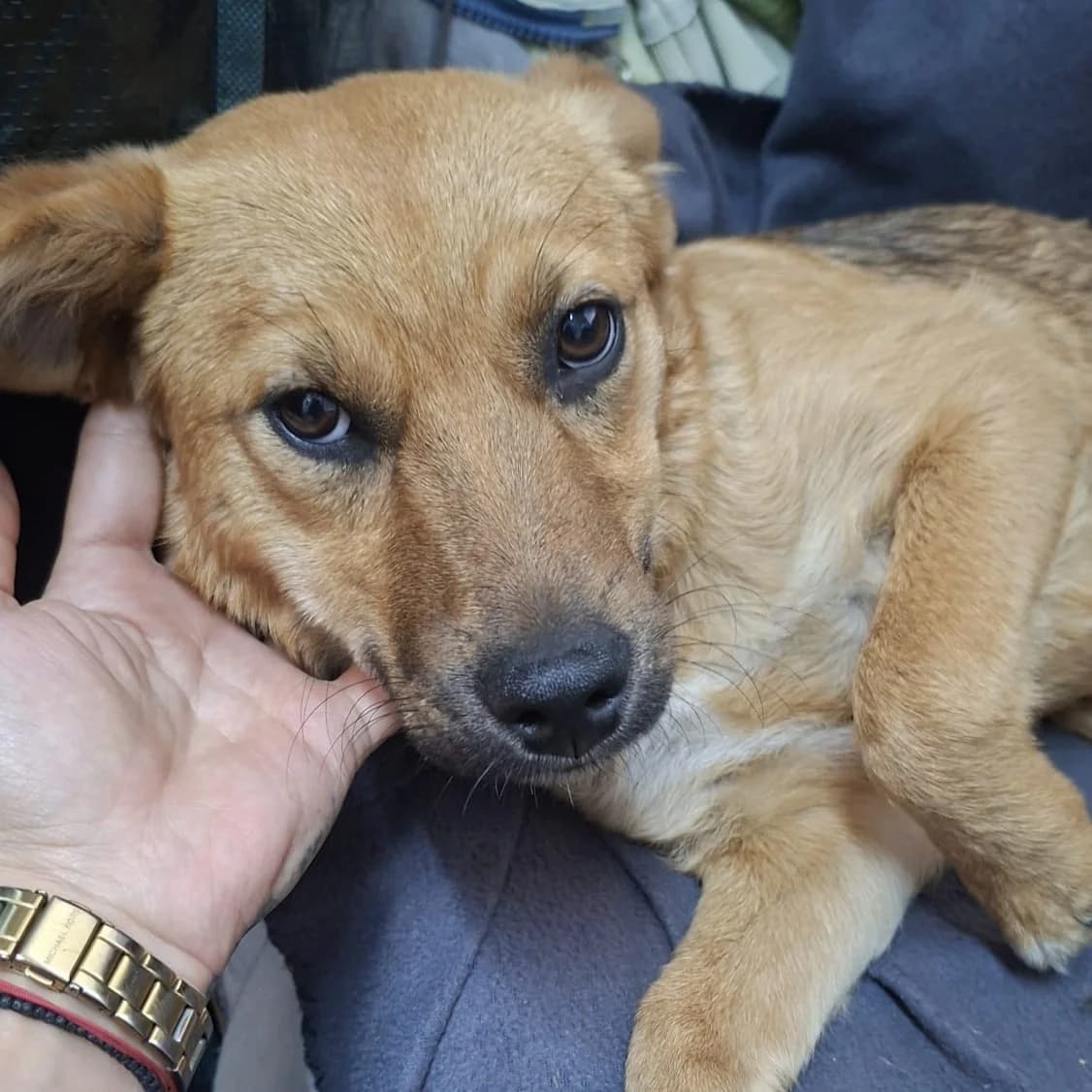 LOLA, female puppy Mixed Breed for adoption at Ein Herz für Fellnasen e.V., Waakirchen