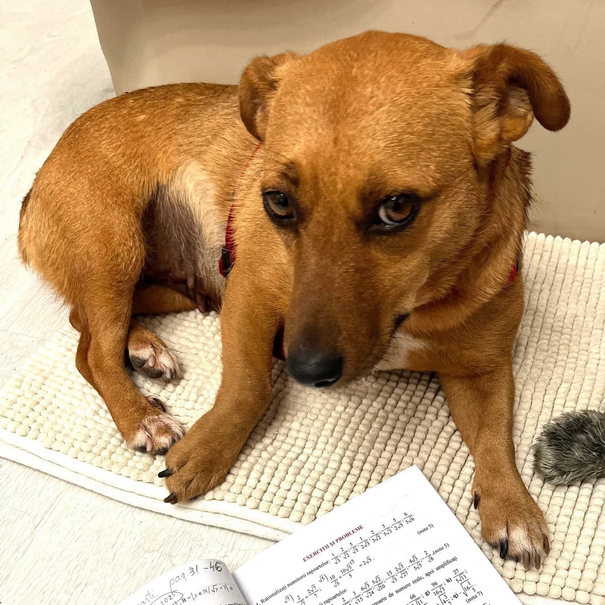 LUCINA, female young Mixed Breed for adoption at Ein Herz für Fellnasen e.V., Waakirchen