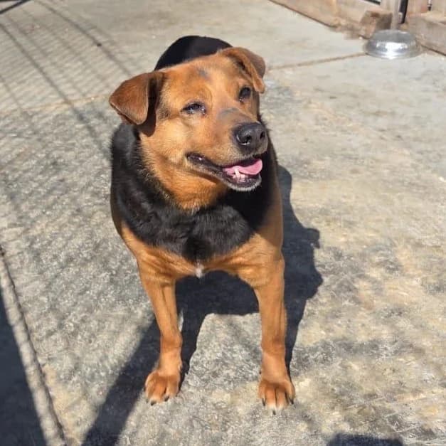Lucy, female senior Mixed Breed for adoption at Ein Herz für Fellnasen e.V., Waakirchen