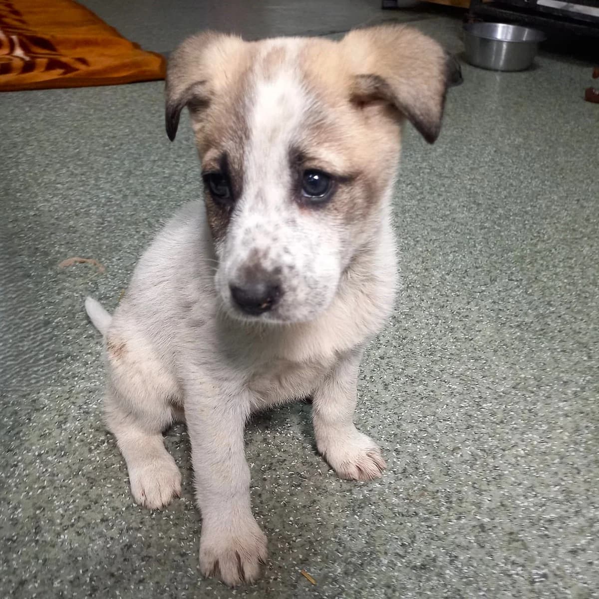MALIYA 02.02.2026 imWachstum, female puppy Mixed Breed for adoption at Ein Herz für Fellnasen e.V., Waakirchen