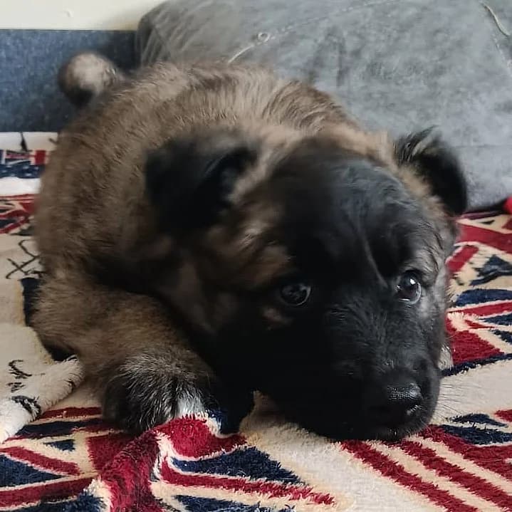 MARIN 04.02.2026 imWachstum, male puppy Mixed Breed for adoption at Ein Herz für Fellnasen e.V., Waakirchen