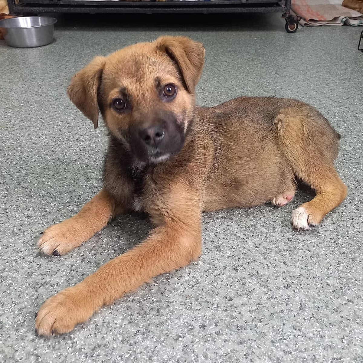 MATTI 02.01.2026 imWachstum, male puppy Mixed Breed for adoption at Ein Herz für Fellnasen e.V., Waakirchen