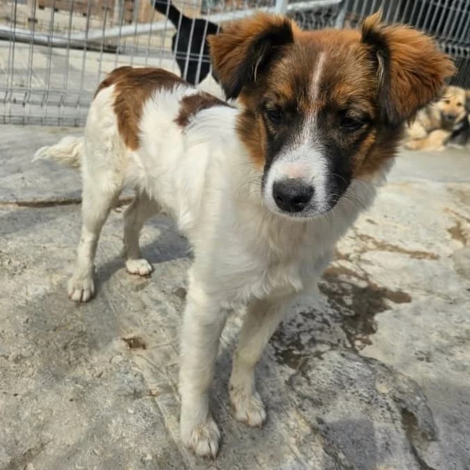 MAX 27.10.2025 imWachstum, male puppy Mixed Breed for adoption at Ein Herz für Fellnasen e.V., Waakirchen