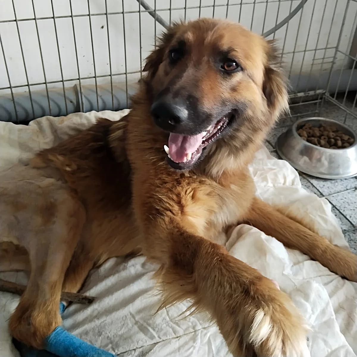 MAYANA 01.11.2022 50cm, female 3yo German Shepherd for adoption at Ein Herz für Fellnasen e.V., Waakirchen