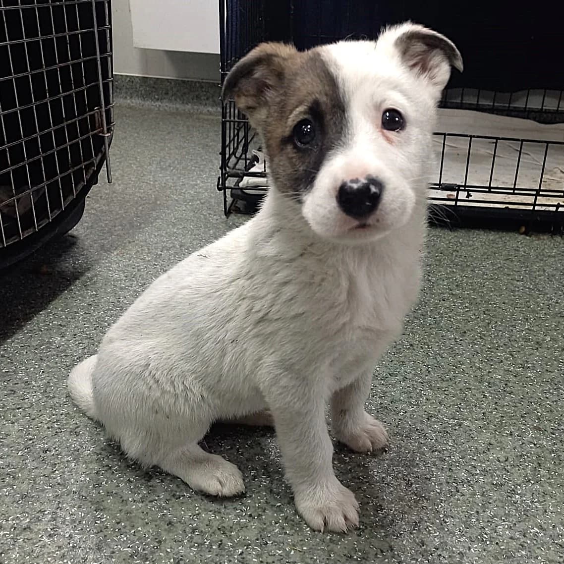 MAYLI 02.02.2026 imWachstum, female puppy Mixed Breed for adoption at Ein Herz für Fellnasen e.V., Waakirchen