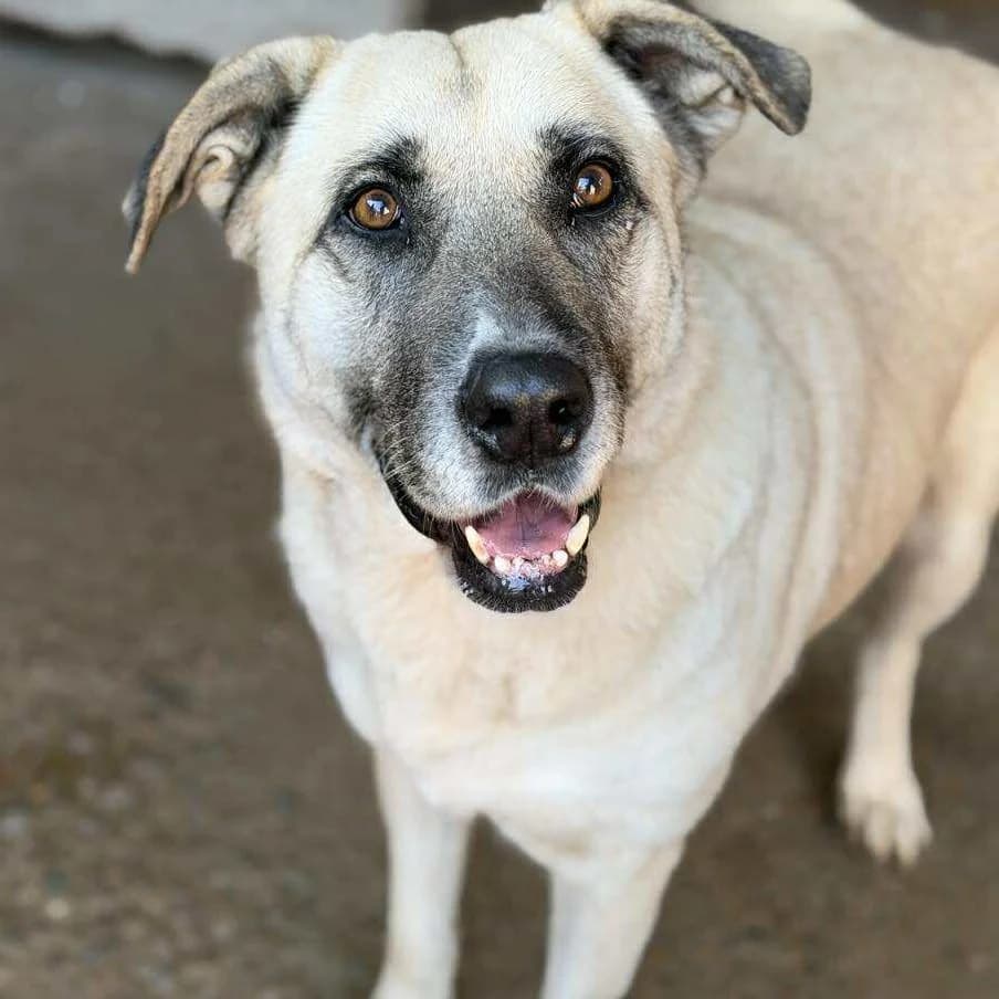 MINNA 17.08.2020 57cm, female Mixed Breed for adoption at Ein Herz für Fellnasen e.V.