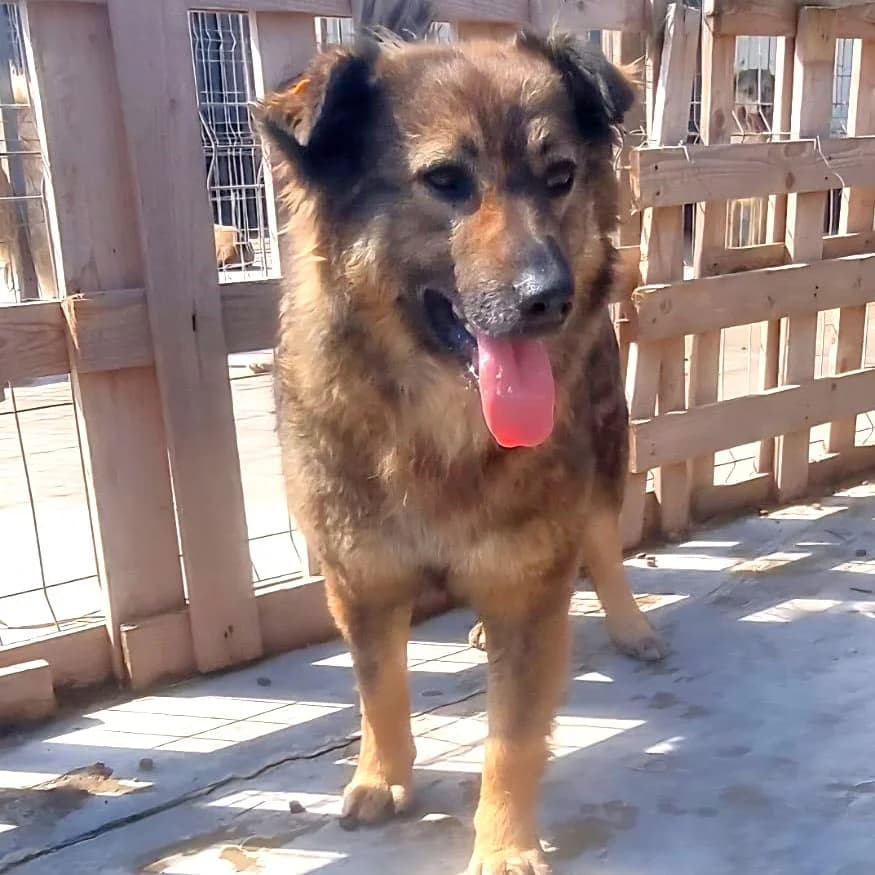 MISS FINE 27.10.2022 47 cm, female 3yo Mixed Breed for adoption at Ein Herz für Fellnasen e.V., Waakirchen