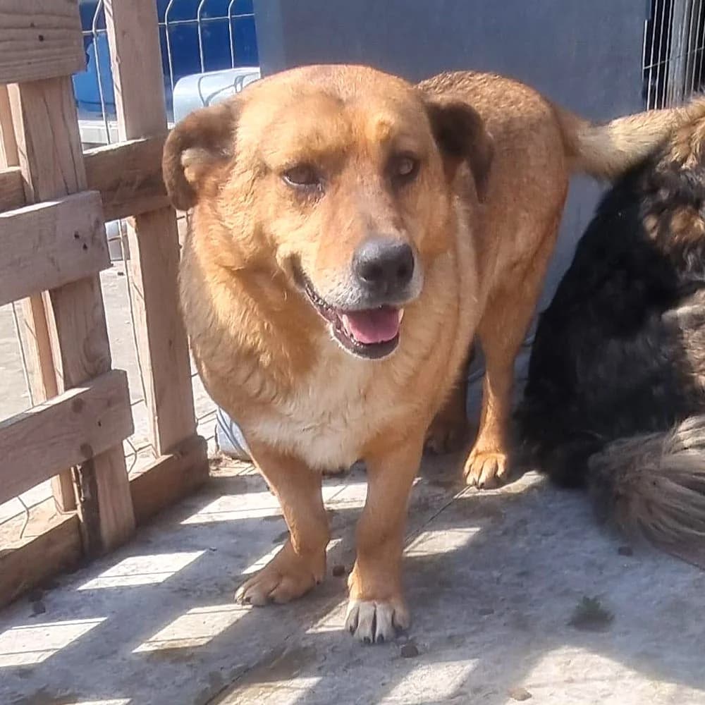 MR. SHEFFIElD 27.04.2021 38cm, male 5yo Mixed Breed for adoption at Ein Herz für Fellnasen e.V., Waakirchen