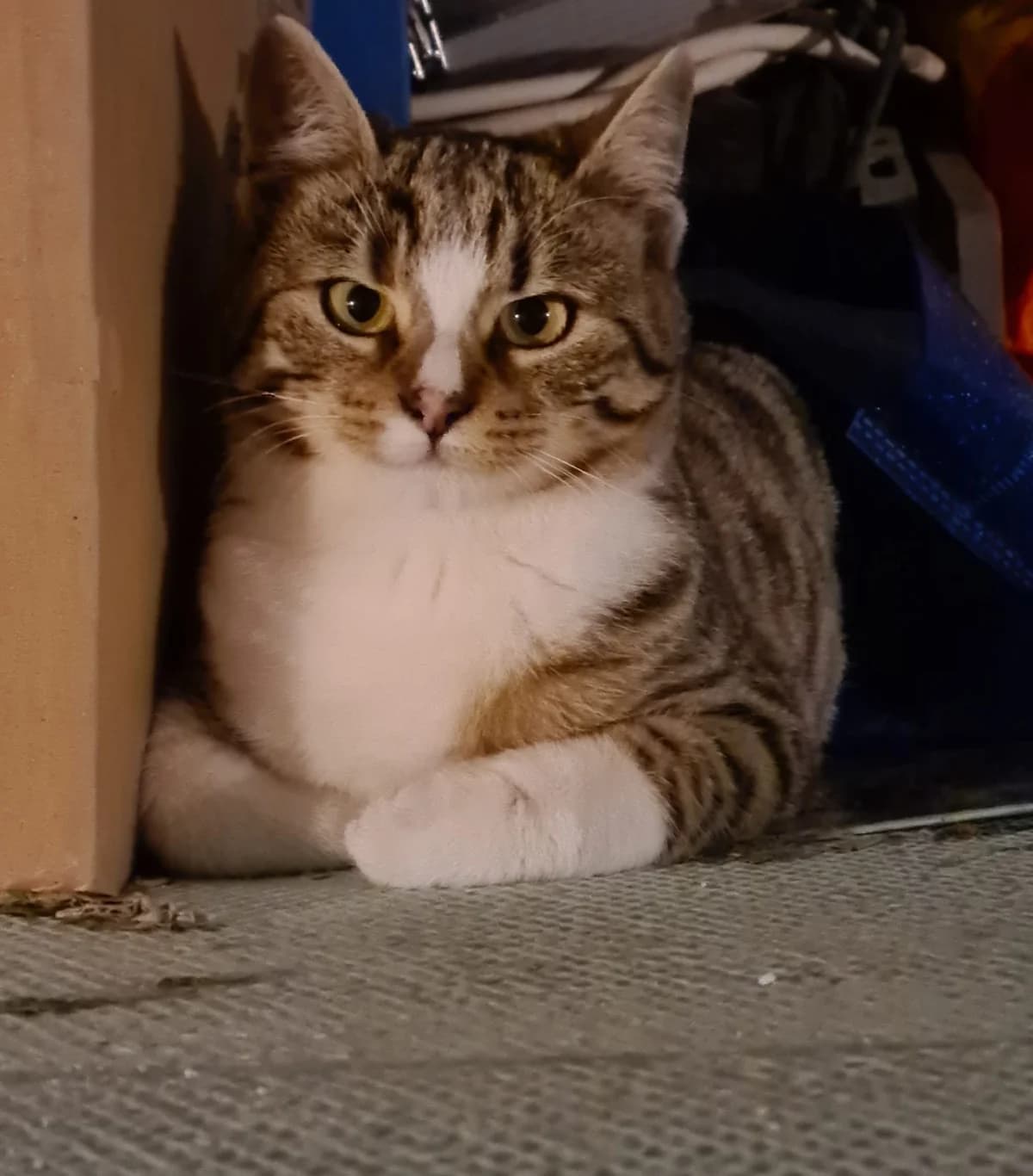 Muschetara, female 4yo Mixed Breed for adoption at Ein Herz für Fellnasen e.V., Waakirchen