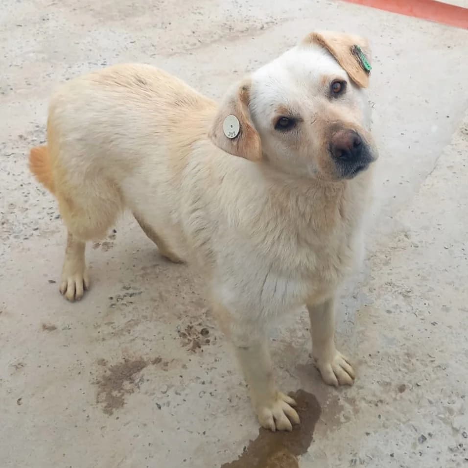NEVADA 08.04.2023 50cm, female 3yo Labrador Retriever for adoption at Ein Herz für Fellnasen e.V., Waakirchen
