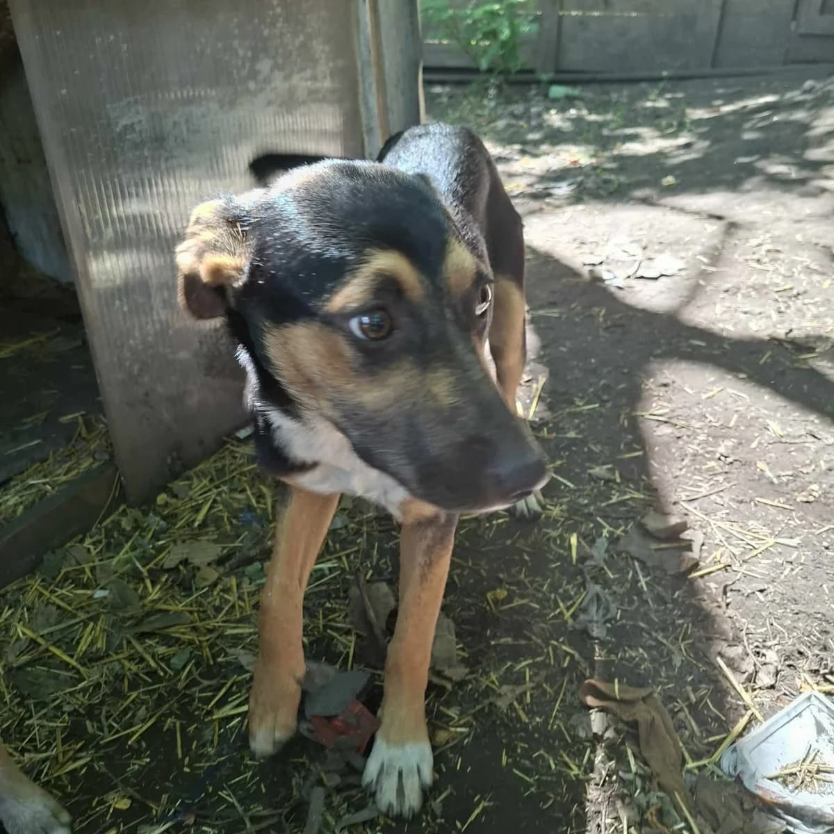 Nevia, female puppy Mixed Breed for adoption at Ein Herz für Fellnasen e.V., Waakirchen