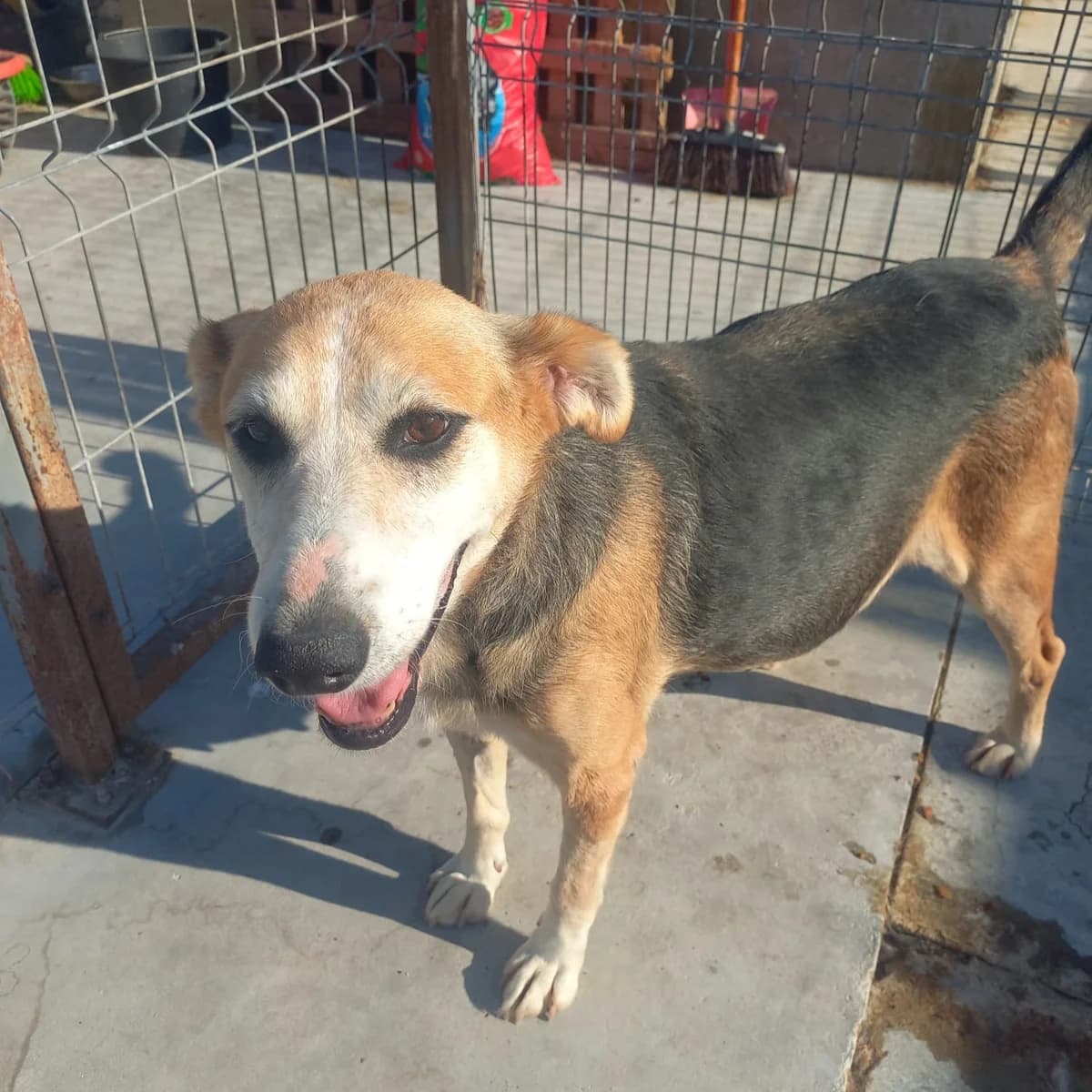 Nova, female senior Mixed Breed for adoption at Ein Herz für Fellnasen e.V., Waakirchen