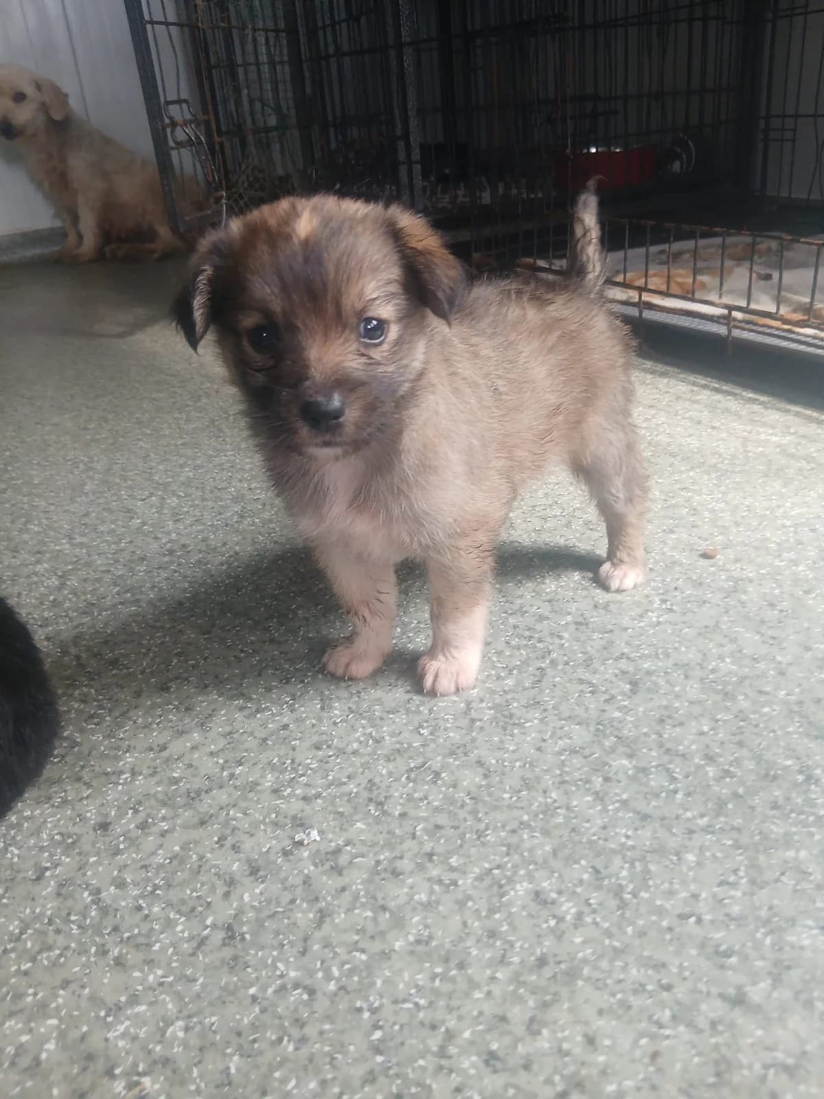 Nurina, female puppy Mixed Breed for adoption at Ein Herz für Fellnasen e.V., Waakirchen