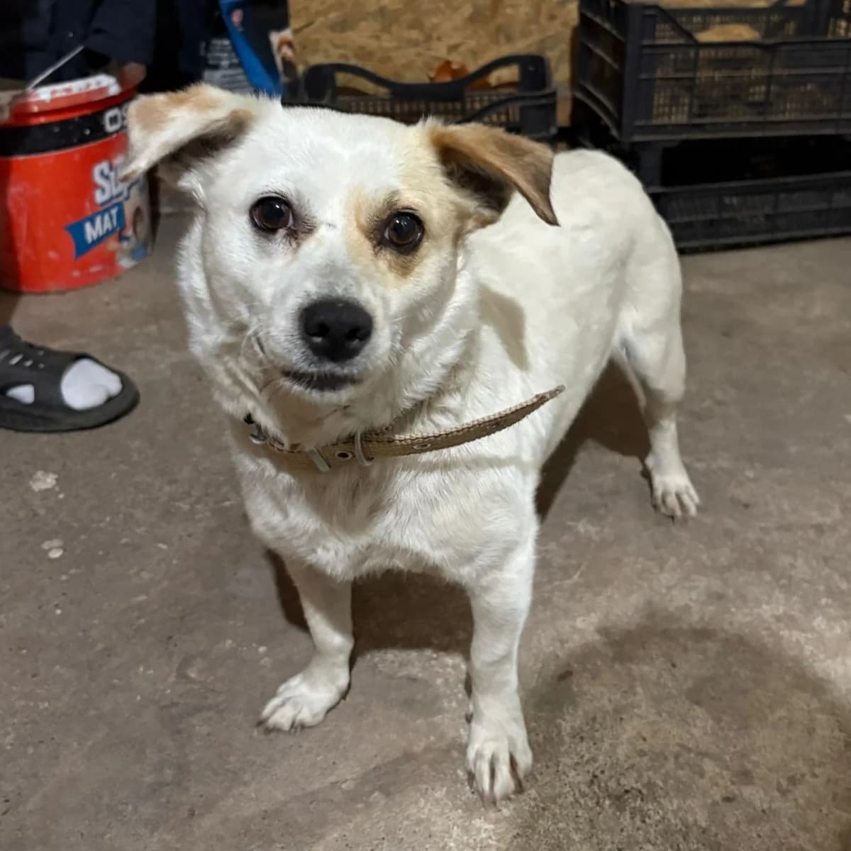 OPHELIO, male young Mixed Breed for adoption at Ein Herz für Fellnasen e.V., Waakirchen