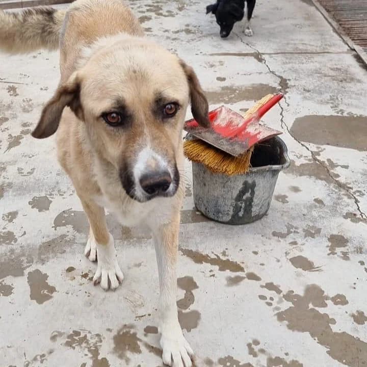 OSKAR, male 7yo Mixed Breed for adoption at Ein Herz für Fellnasen e.V., Waakirchen