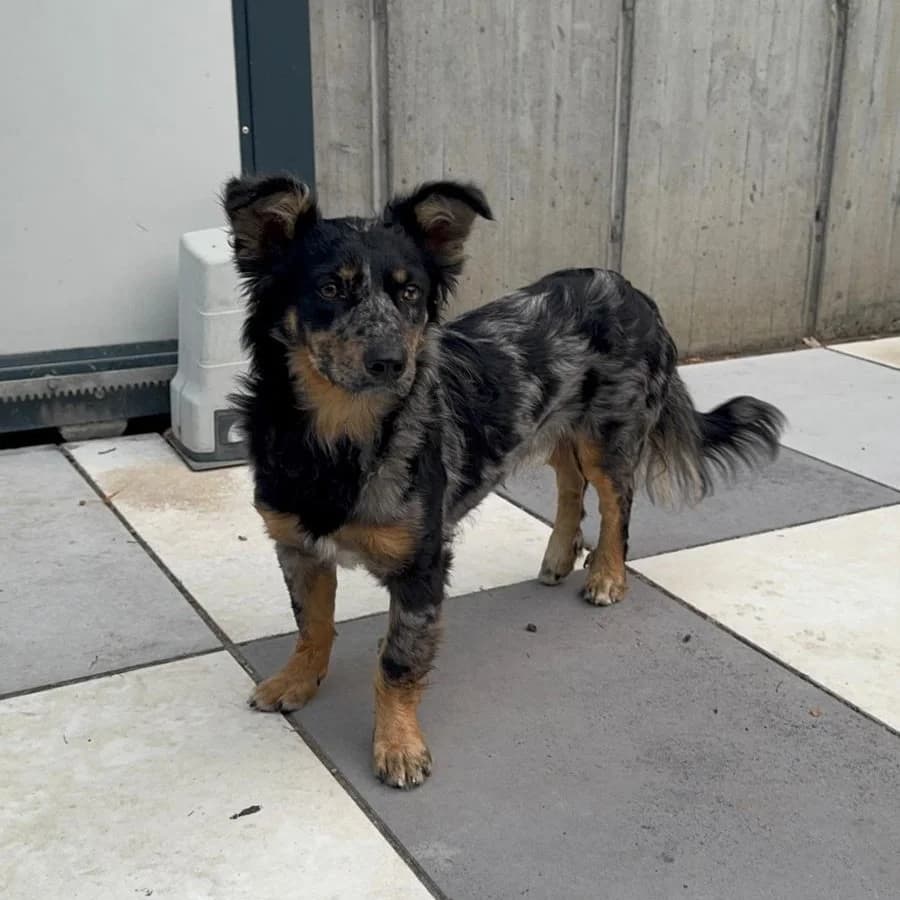 Pancho, male young Mixed Breed for adoption at Ein Herz für Fellnasen e.V., Waakirchen