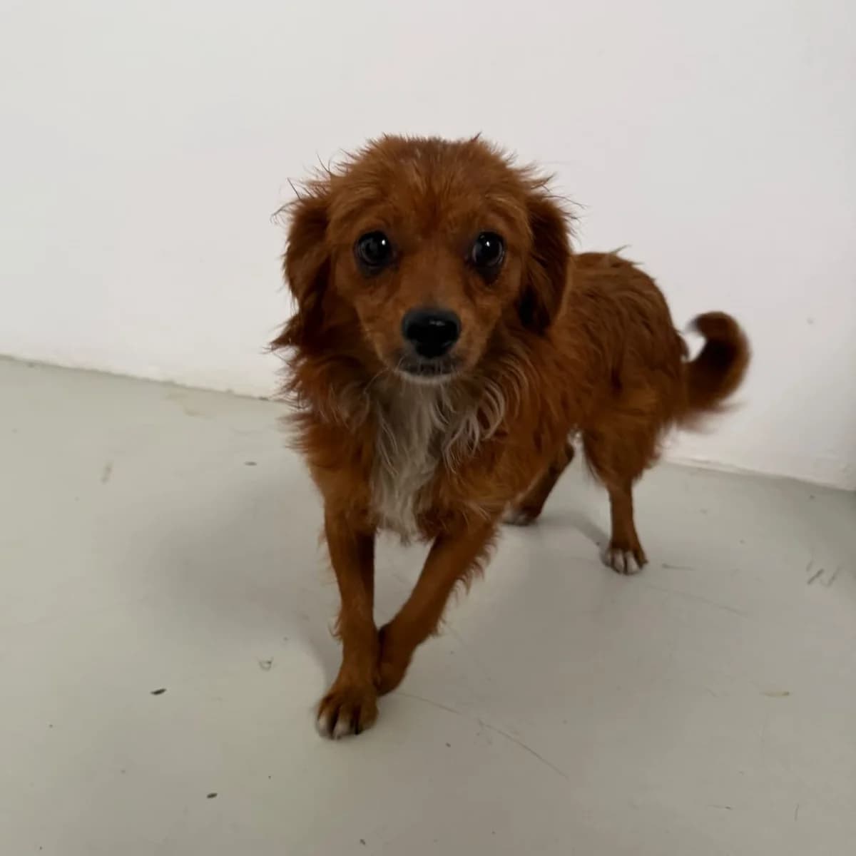Peach, female young Mixed Breed for adoption at Ein Herz für Fellnasen e.V., Waakirchen