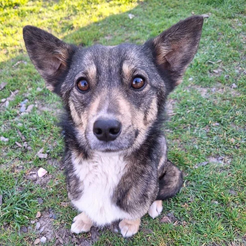 PEARL 14.04.2025 34cm, female young Mixed Breed for adoption at Ein Herz für Fellnasen e.V., Waakirchen