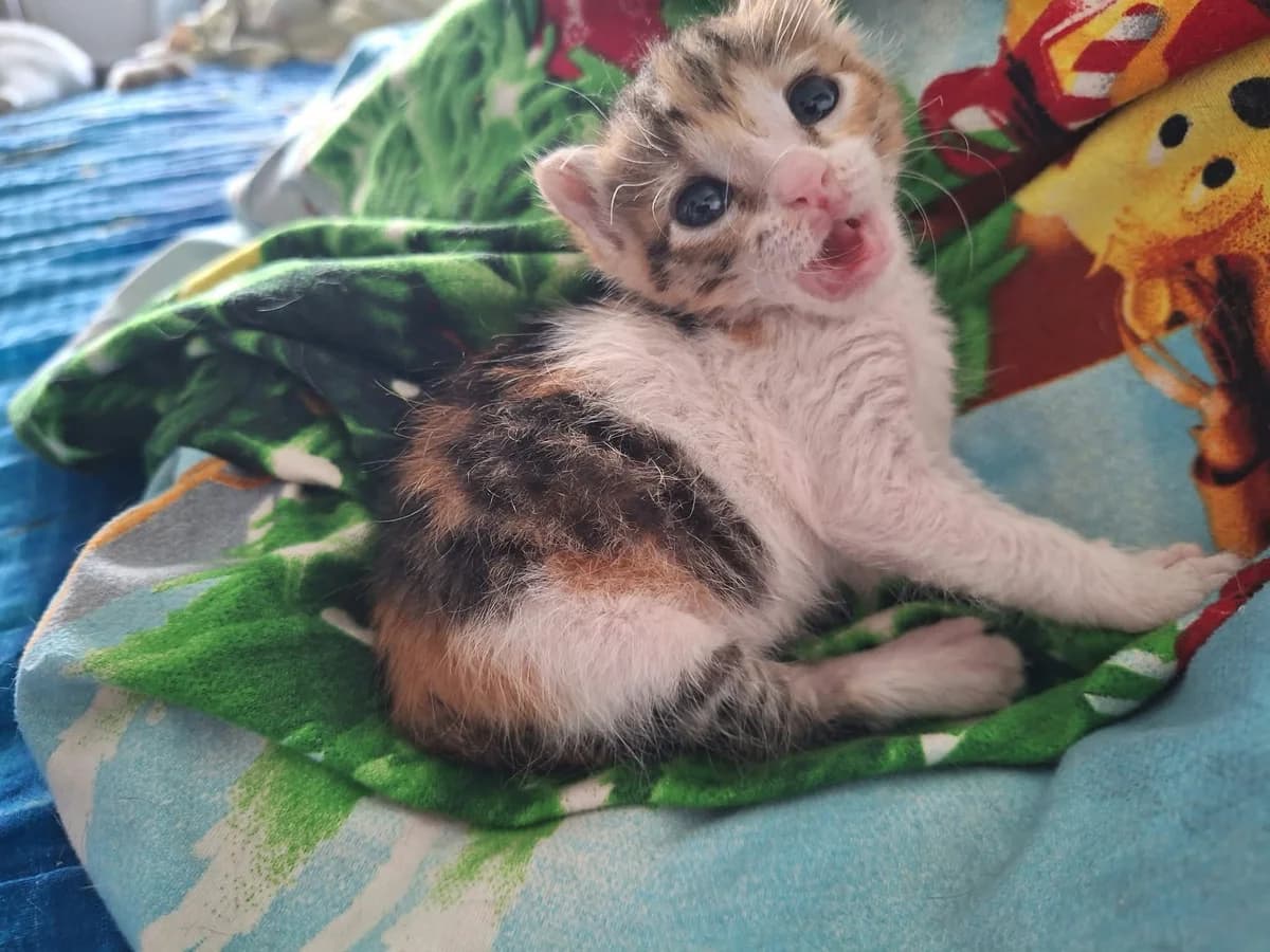 Penusha, female puppy Mixed Breed for adoption at Ein Herz für Fellnasen e.V., Waakirchen