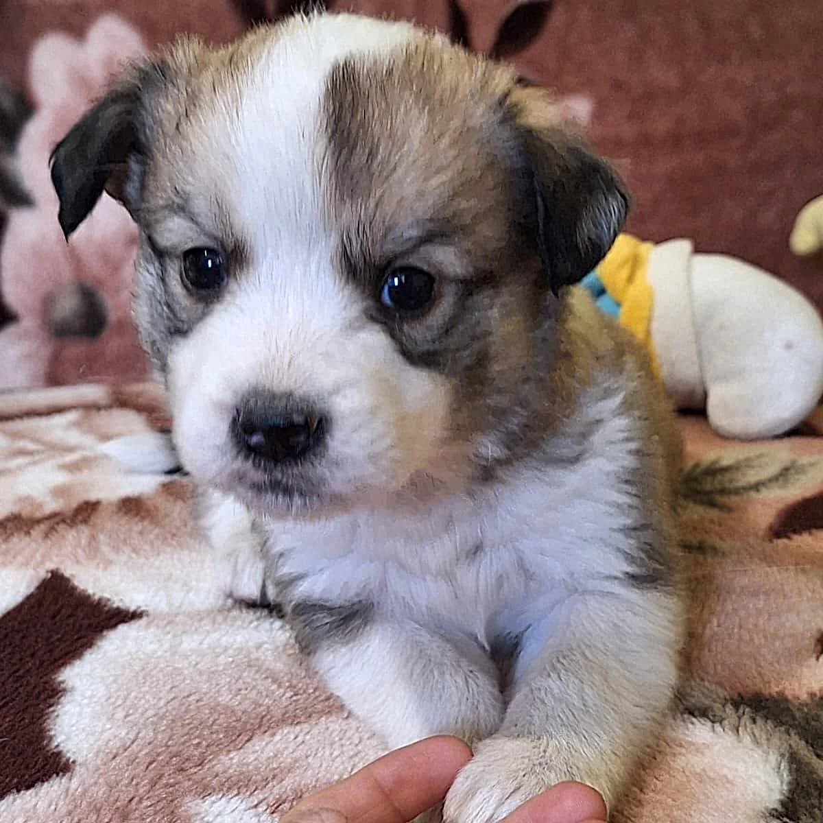 PERCY 18.02.2026 imWachstum, male puppy Mixed Breed for adoption at Ein Herz für Fellnasen e.V., Waakirchen