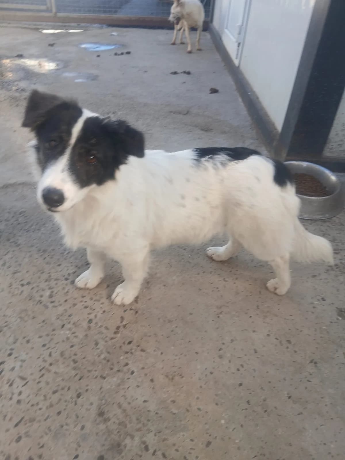 Pfiffi 🐕, weiß female 4yo Mixed Breed for adoption at Ein Herz für Fellnasen e.V., Waakirchen
