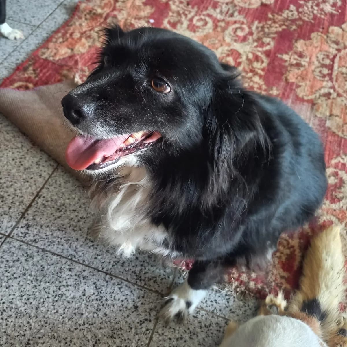 POLLY-BEE, female 7yo Mixed Breed for adoption at Ein Herz für Fellnasen e.V., Waakirchen