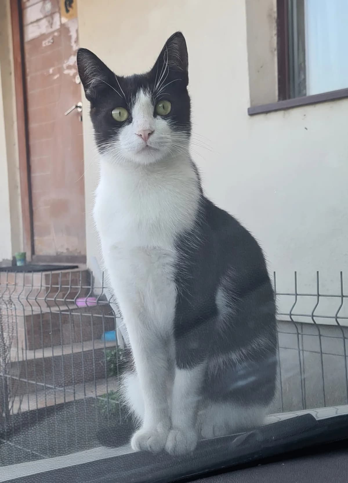 Rambo, male 4yo Mixed Breed for adoption at Ein Herz für Fellnasen e.V., Waakirchen