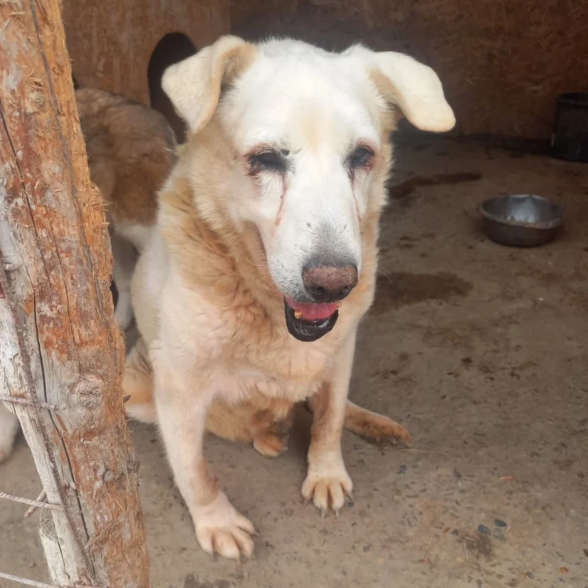 REMBRANDT 19.04.2014 58cm, male senior Mixed Breed for adoption at Ein Herz für Fellnasen e.V., Waakirchen