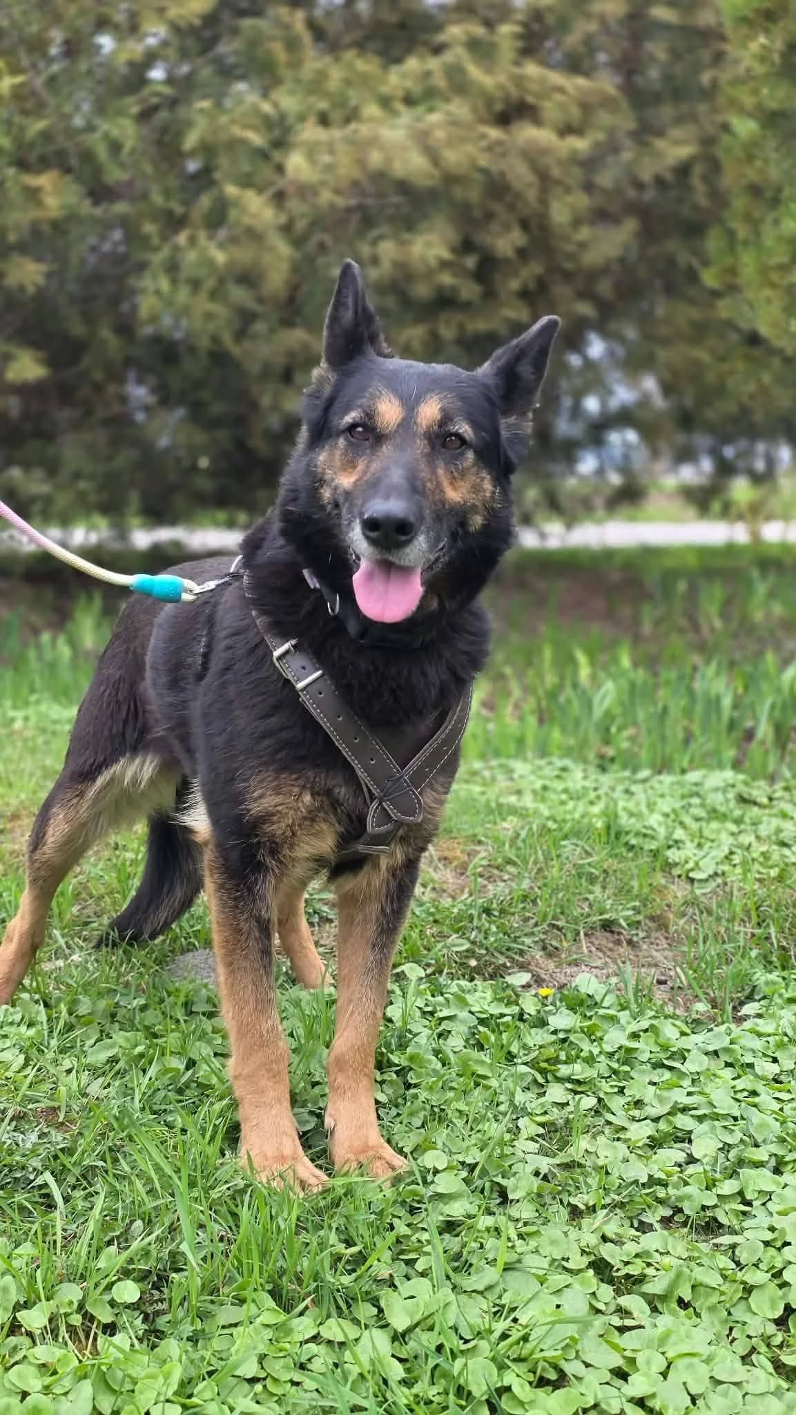 Rona 🐕, female 7yo Mixed Breed for adoption at Ein Herz für Fellnasen e.V., Waakirchen