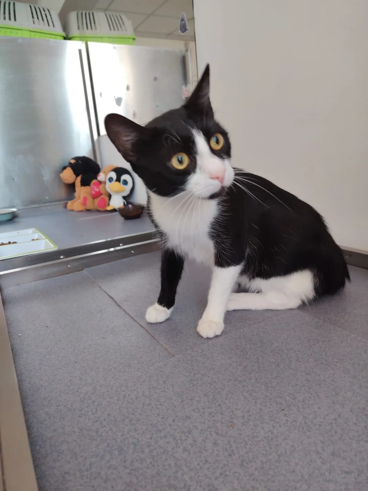 Sandro - Katze, male young Mixed Breed for adoption at Ein Herz für Fellnasen e.V., Waakirchen