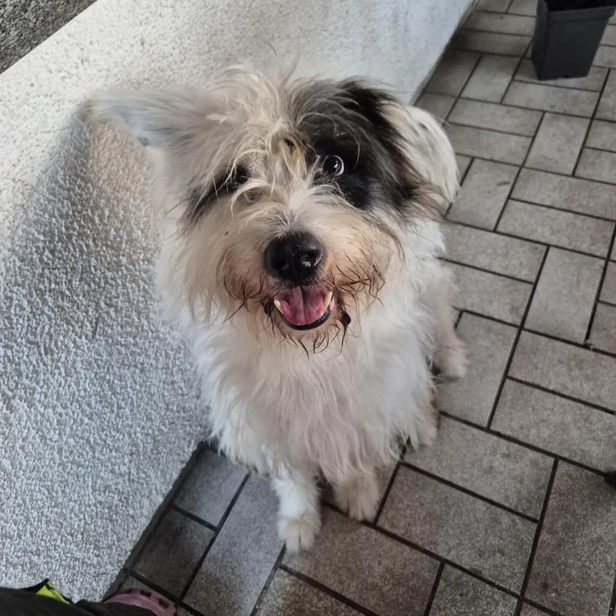 Silas, male 4yo Mixed Breed for adoption at Ein Herz für Fellnasen e.V., Waakirchen
