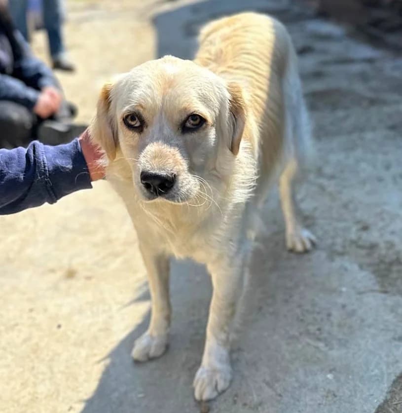 SIMBA 14.08.2023 50cm, male Mixed Breed for adoption at Ein Herz für Fellnasen e.V.