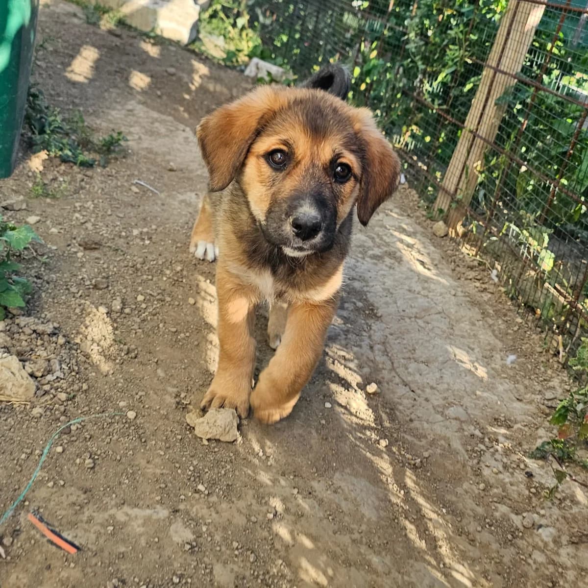 Sina 1 🐕, female puppy Mixed Breed for adoption at Ein Herz für Fellnasen e.V., Waakirchen