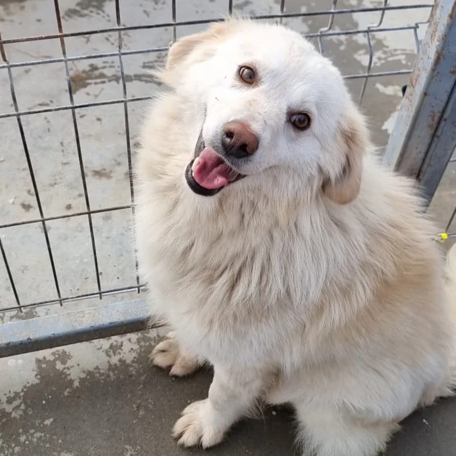 Snow, female senior Mixed Breed for adoption at Ein Herz für Fellnasen e.V., Waakirchen