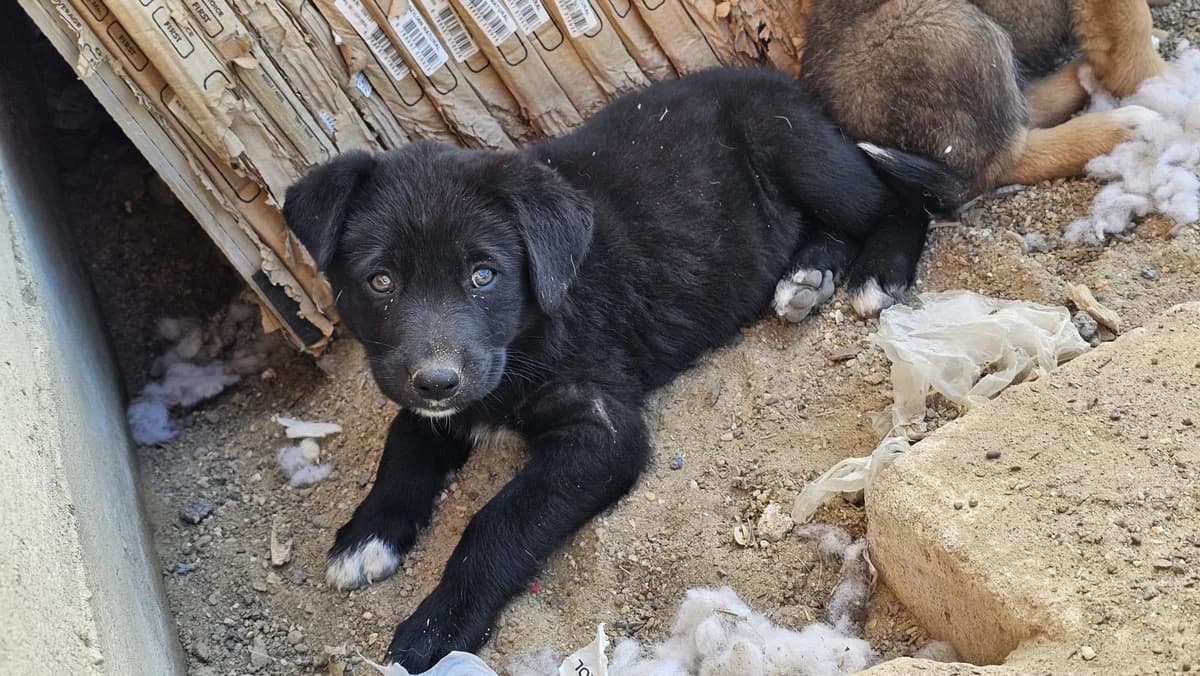 Socks1 🐕, male puppy Mixed Breed for adoption at Ein Herz für Fellnasen e.V., Waakirchen