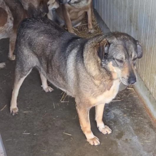 SONJA 30.04.2019 50cm, female 7yo Mixed Breed for adoption at Ein Herz für Fellnasen e.V., Waakirchen