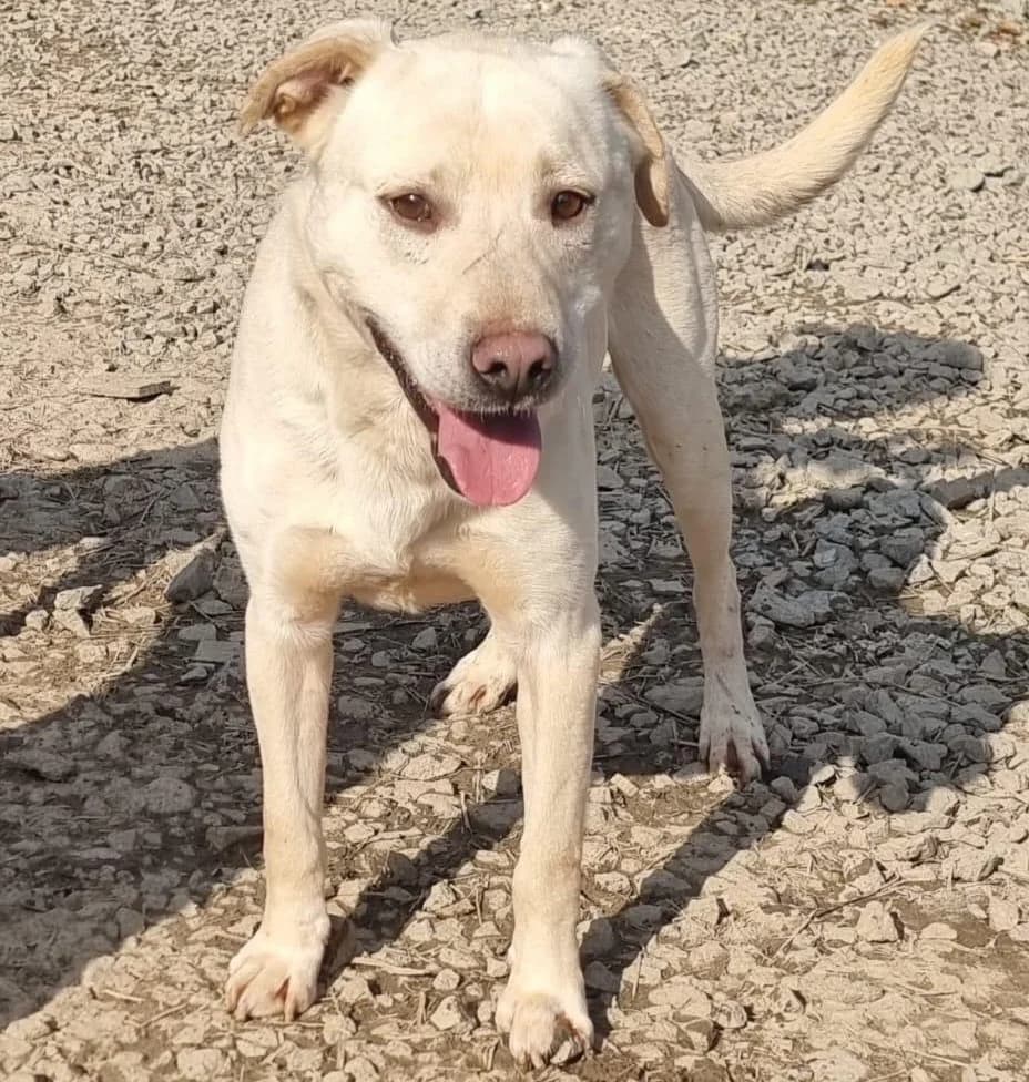 SPIKE 01.12.2020 55cm, male 5yo Labrador Retriever for adoption at Ein Herz für Fellnasen e.V., Waakirchen