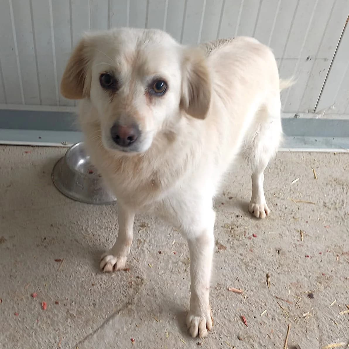 SUE 14.08.2023 43cm, female Mixed Breed for adoption at Ein Herz für Fellnasen e.V.