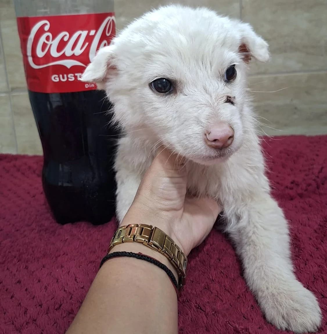 TASSILO 25.12.2025 imWachstum, male Mixed Breed for adoption at Ein Herz für Fellnasen e.V.