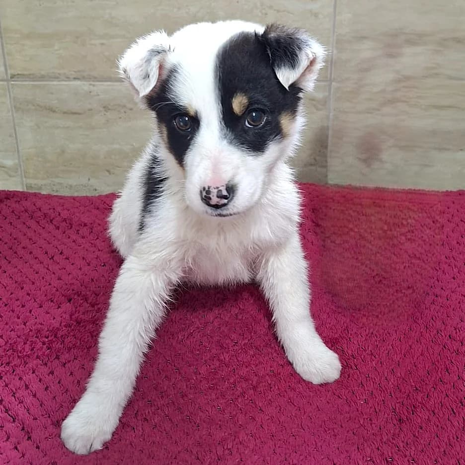 TESSA 25.12.2025 imWachstum, female Mixed Breed for adoption at Ein Herz für Fellnasen e.V.