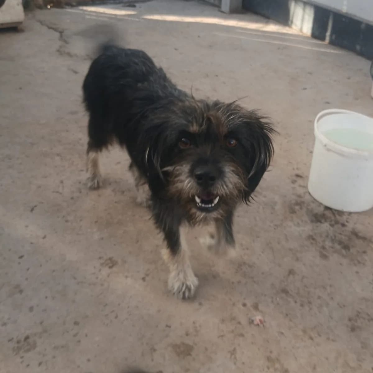 Trudi 🐕, female young Mixed Breed for adoption at Ein Herz für Fellnasen e.V., Waakirchen