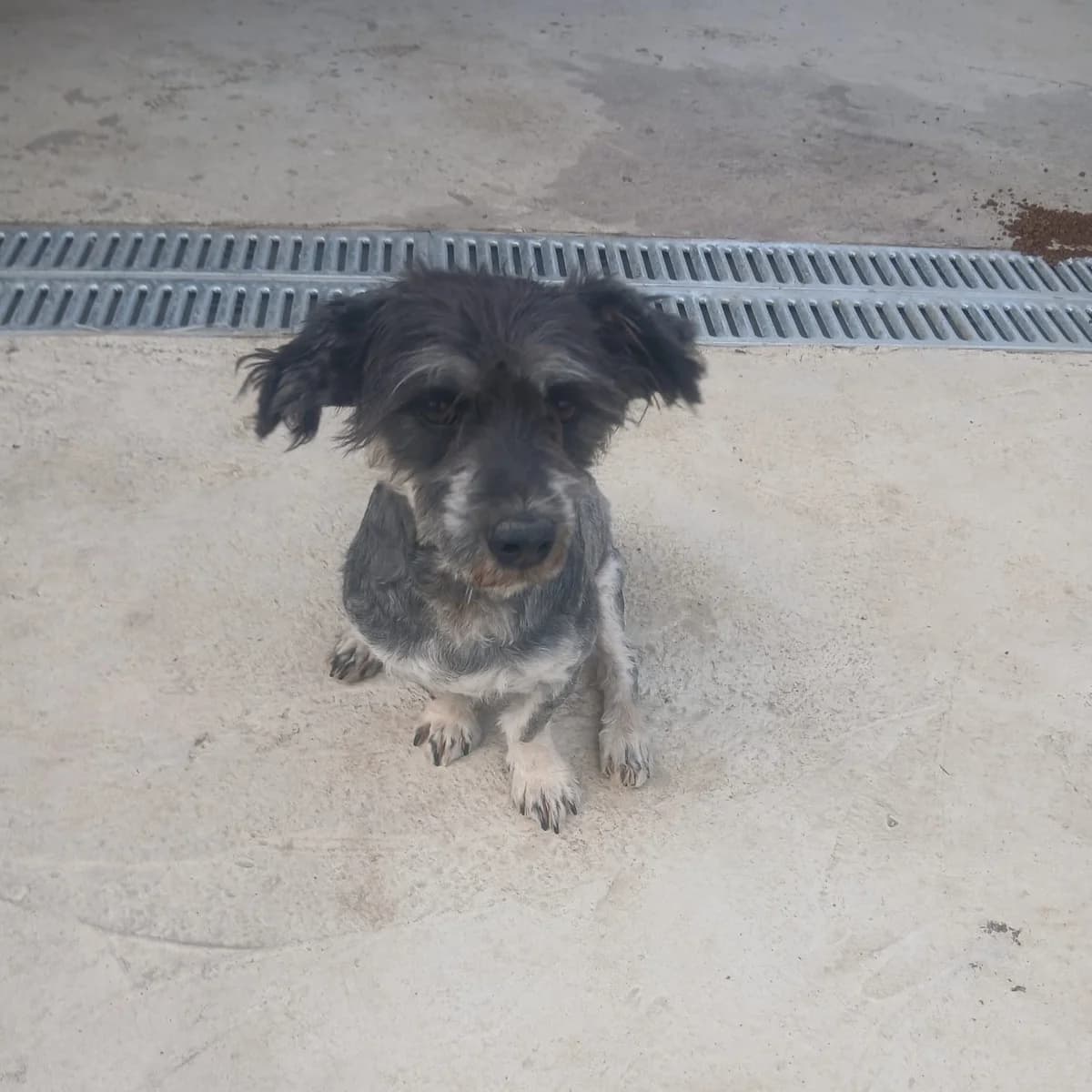 Twister, male 4yo Mixed Breed for adoption at Ein Herz für Fellnasen e.V., Waakirchen