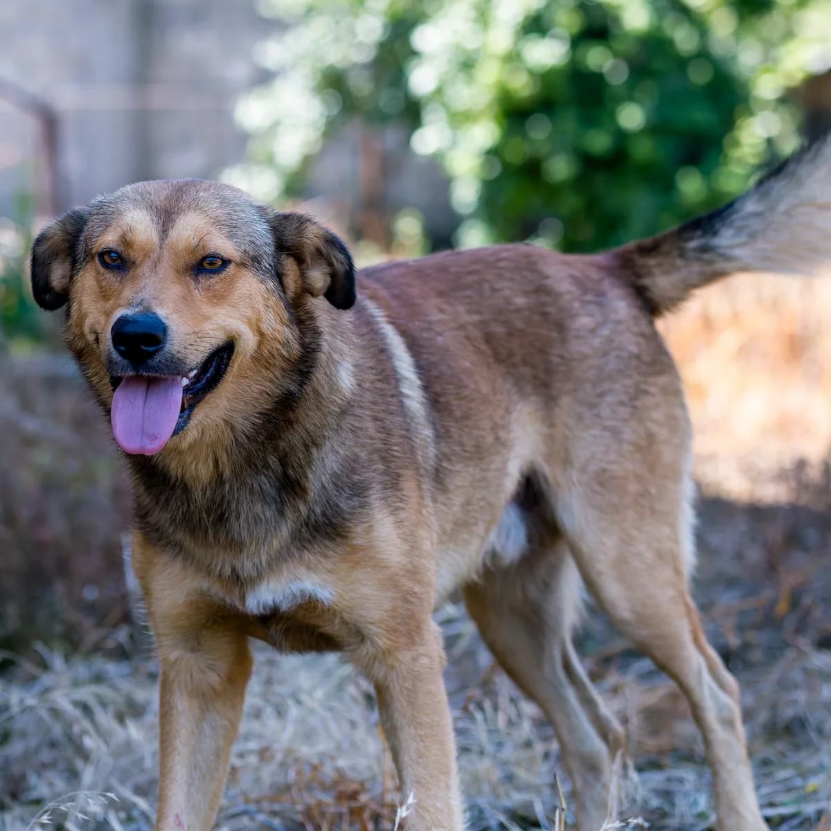 Ursu, male young Mixed Breed for adoption at Ein Herz für Fellnasen e.V., Waakirchen