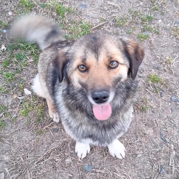 VALENTINA, female young Mixed Breed for adoption at Ein Herz für Fellnasen e.V., Waakirchen