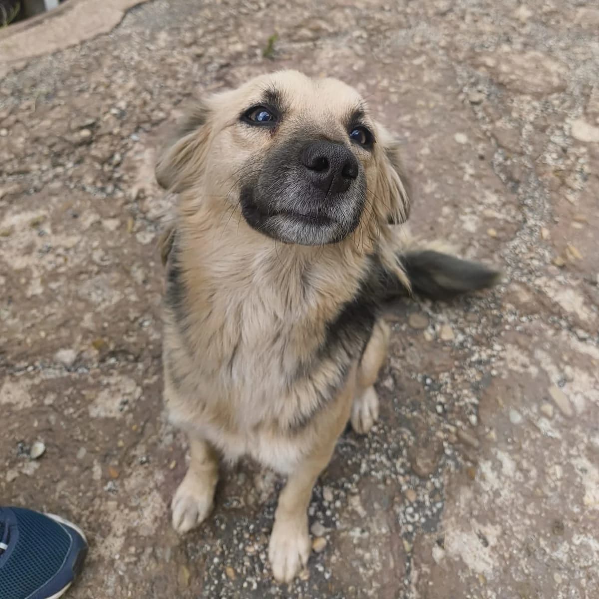 Vita 🐕, female young Mixed Breed for adoption at Ein Herz für Fellnasen e.V., Waakirchen