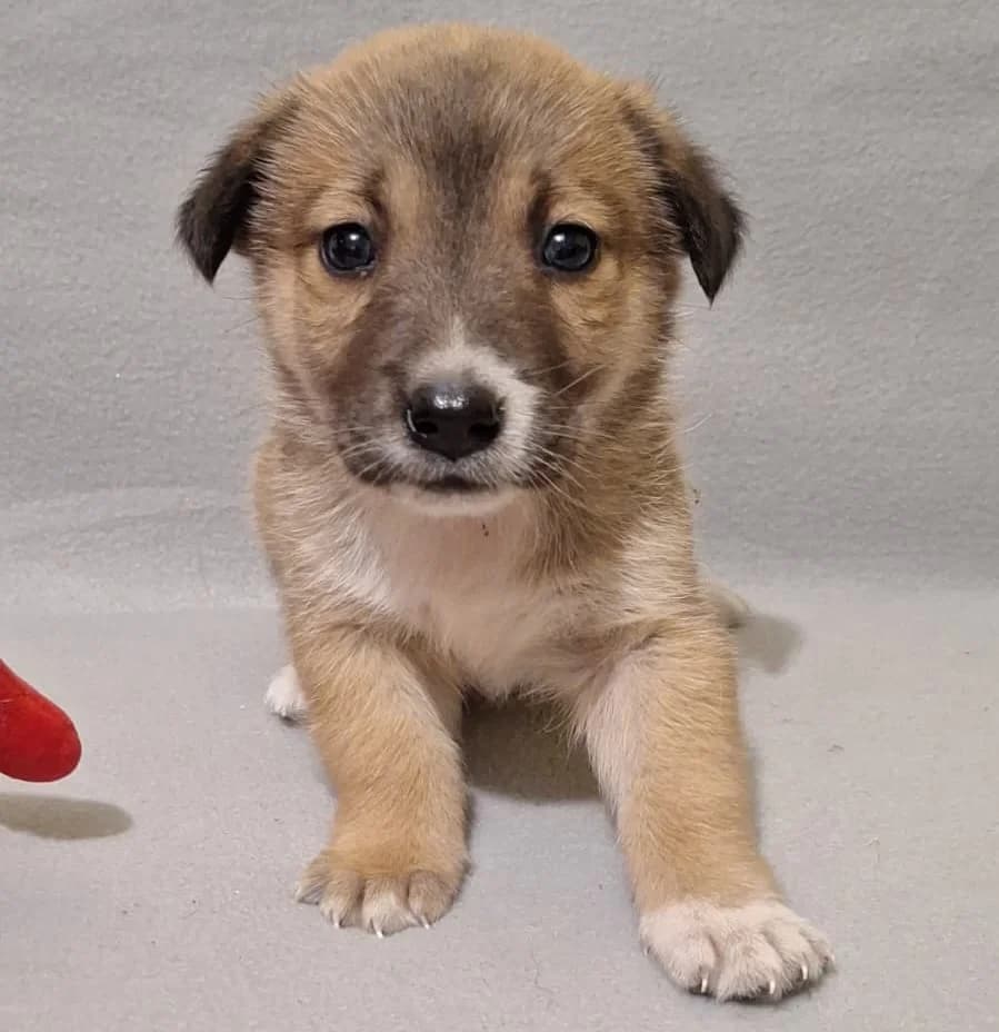 VIVIAN 09.04.2026 imWachstum, female puppy Mixed Breed for adoption at Ein Herz für Fellnasen e.V., Waakirchen