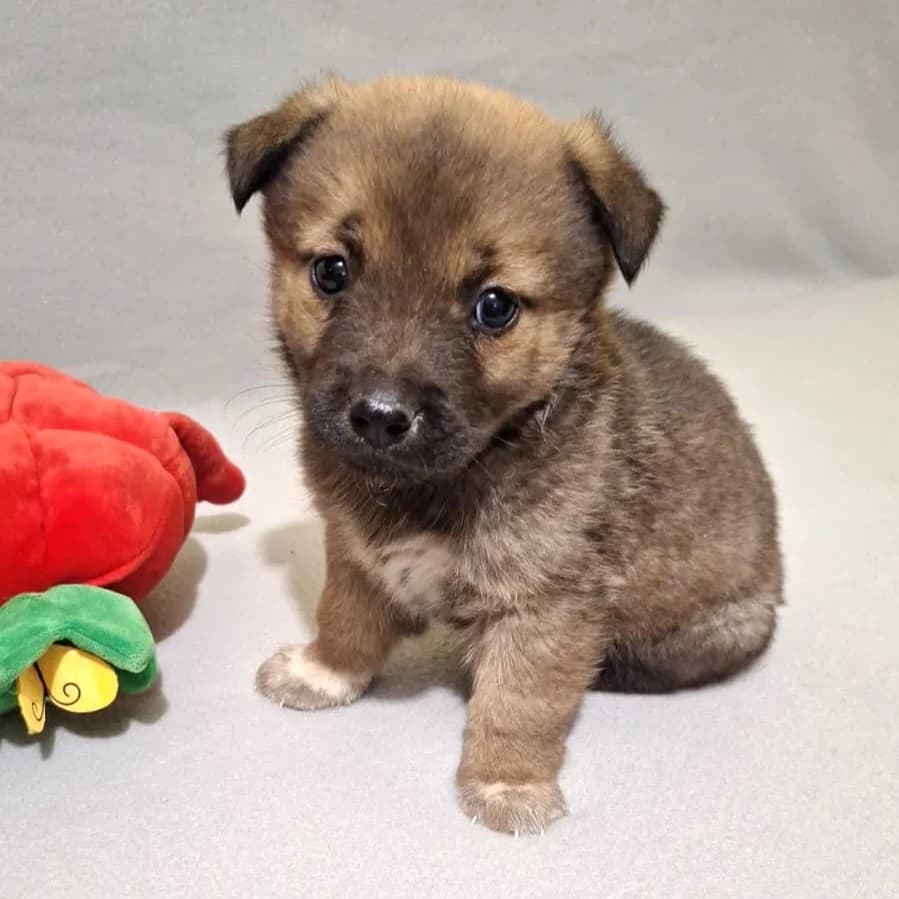 VRONI 09.04.2026 imWachstum, female puppy Mixed Breed for adoption at Ein Herz für Fellnasen e.V., Waakirchen