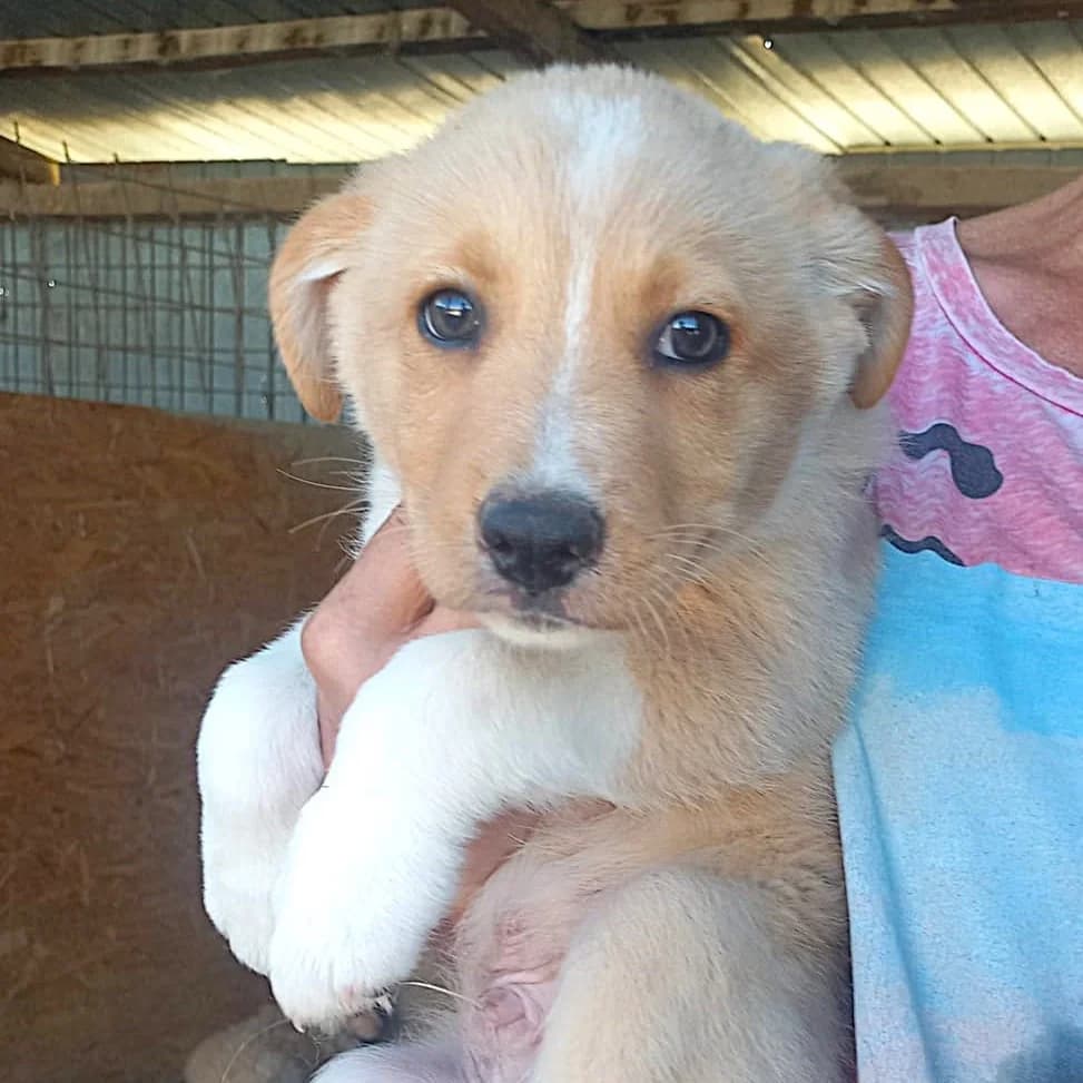 WIM 16.03.2026 imWachstum, male puppy Mixed Breed for adoption at Ein Herz für Fellnasen e.V., Waakirchen