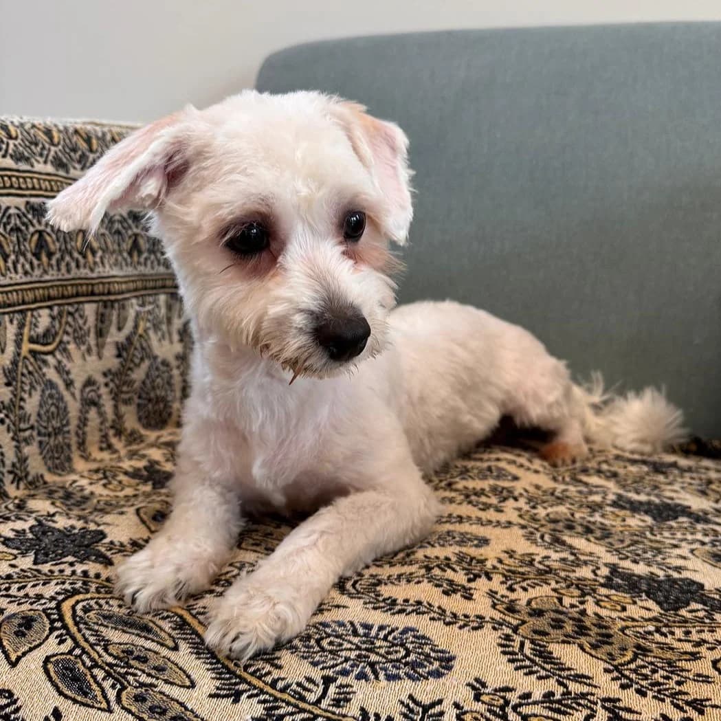 WOODY 09.10.2025 23cm, weiß male puppy Mixed Breed for adoption at Ein Herz für Fellnasen e.V., Waakirchen