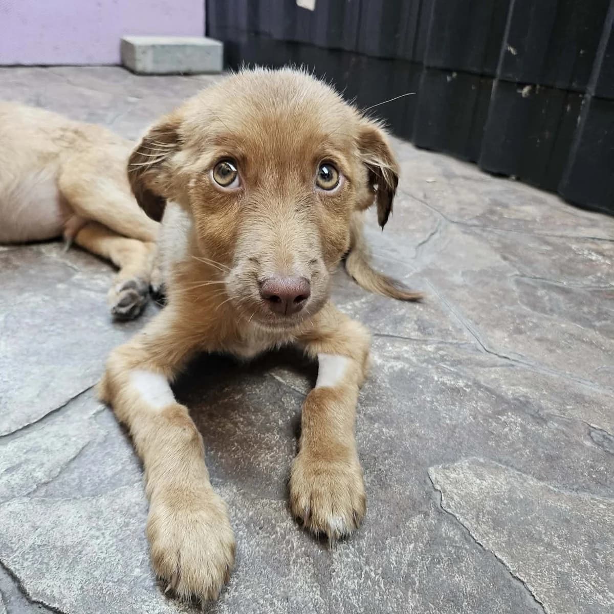 Yanju, male puppy Mixed Breed for adoption at Ein Herz für Fellnasen e.V., Waakirchen